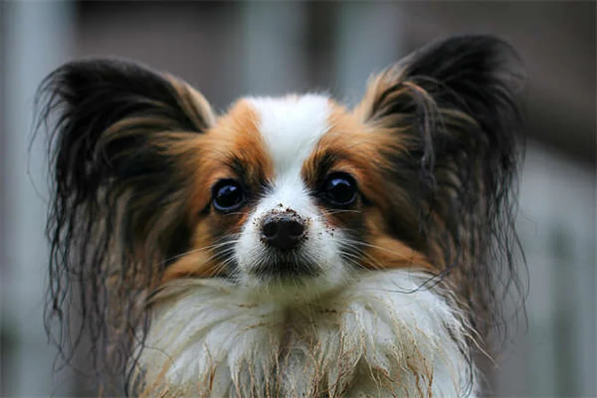 犬のフィラリア症：費用と治療法をわかりやすく解説