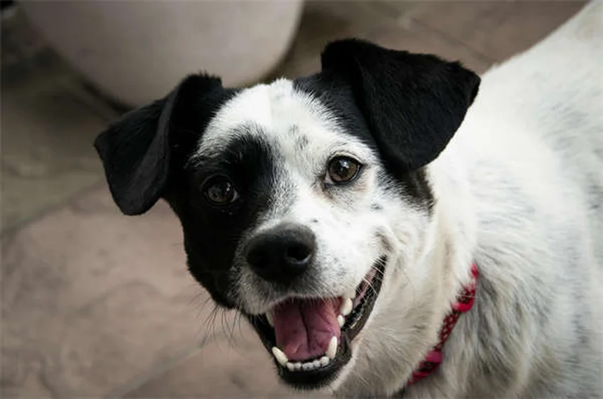恥ずかしがり屋の犬を助けるにはどうすればいいですか？自信を高めるための 7 つのプロのヒント