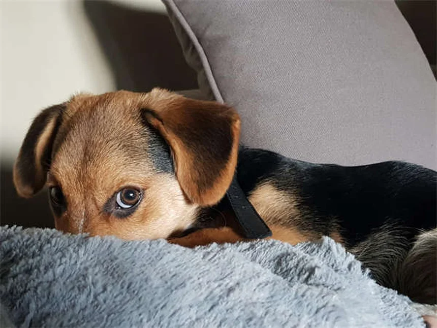 恥ずかしがり屋の犬を助けるにはどうすればいいですか？自信を高めるための 7 つのプロのヒント