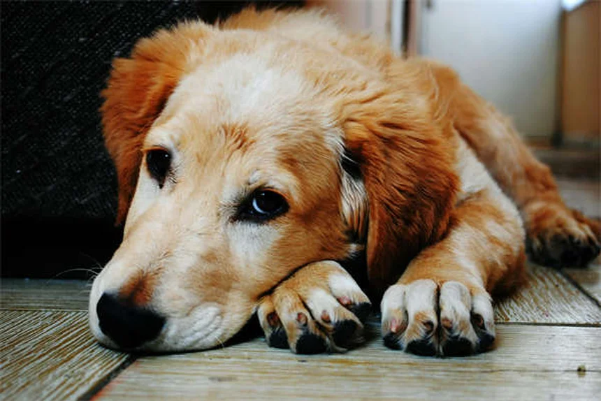 恥ずかしがり屋の犬を助けるにはどうすればいいですか？自信を高めるための 7 つのプロのヒント