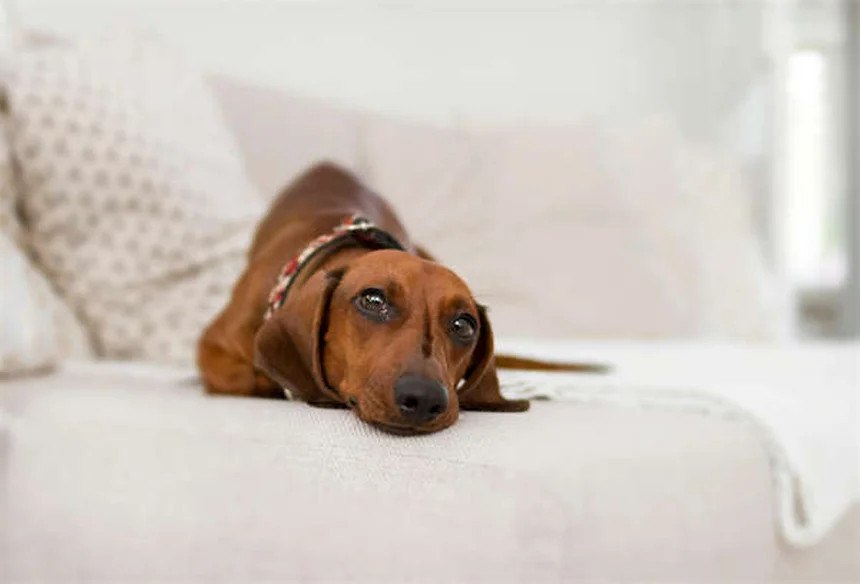 恥ずかしがり屋の犬を助けるにはどうすればいいですか？自信を高めるための 7 つのプロのヒント