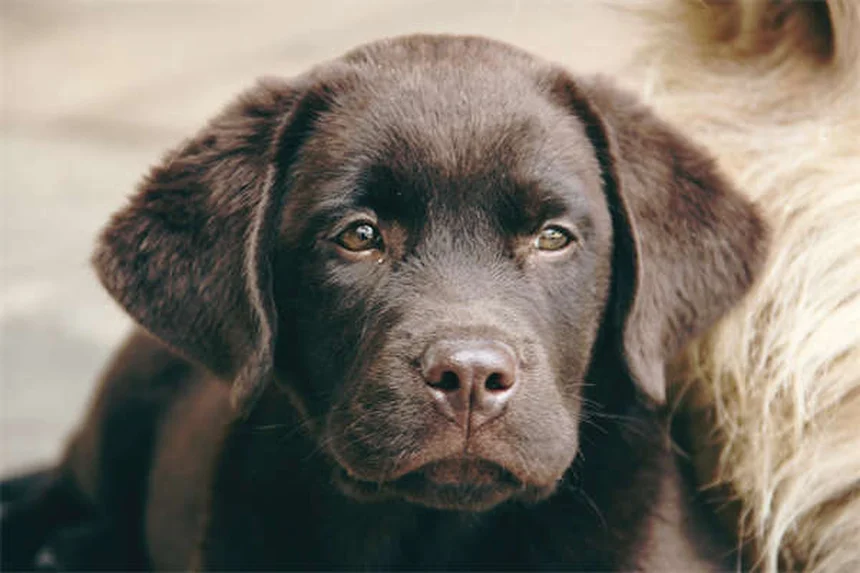 Canine Good Citizen: 愛犬と一緒にテストに合格するための 5 つのステップ