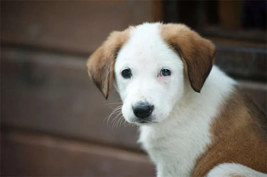 犬のためのルアーコーシング: 始めるための完全ガイド