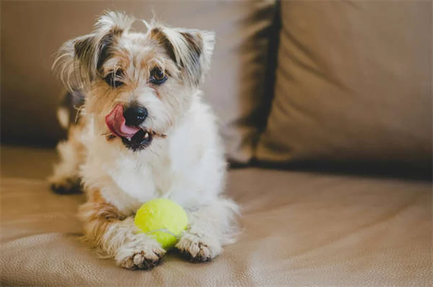 犬のいじめをなくすにはどうすればいいですか？あなたの犬がいじめっ子である5つの兆候