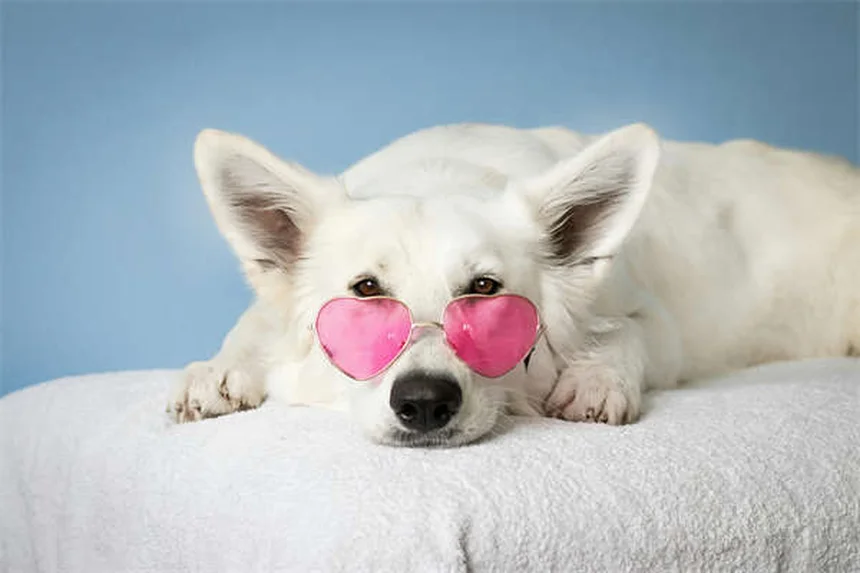 犬のいじめをなくすにはどうすればいいですか？あなたの犬がいじめっ子である5つの兆候
