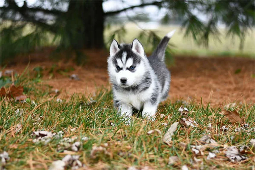 犬の耳掃除の方法: 健康な耳への完全ガイド