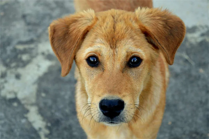 犬の耳掃除の方法: 健康な耳への完全ガイド