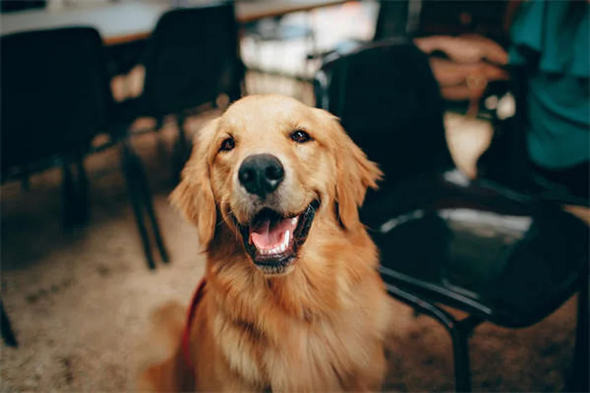 犬の耳掃除の方法: 健康な耳への完全ガイド