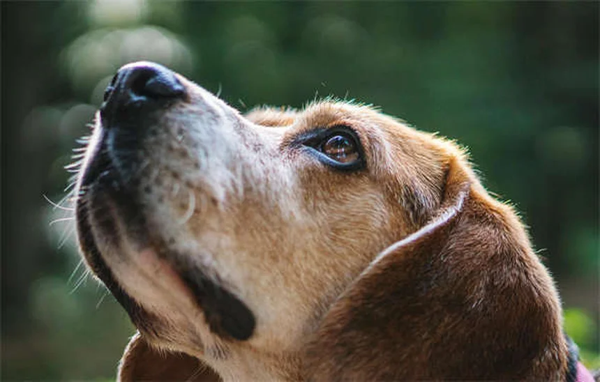 犬のリソースガード：これを解決するための5つの効果的な解決策