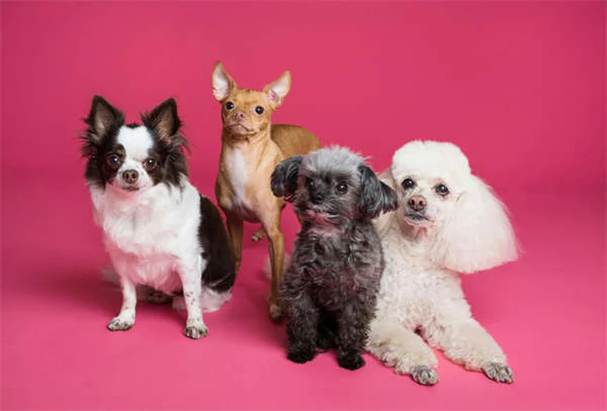 犬のホットスポット：それらを治療するための5つの効果的な解決策